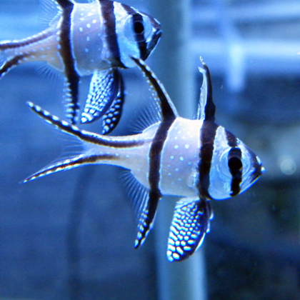 Fish Fish